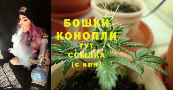 PSILOCYBIN Белокуриха